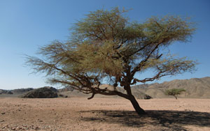 un arbre dans le désert égyptien